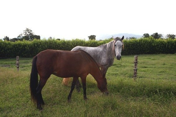 SENASA confirma más casos de Encefalitis Equina Venezolana ...