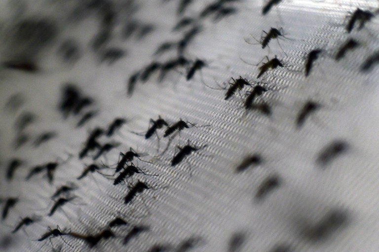 Primer modelo matemático del país contra el dengue, zika y chikungunya se gesta en la UCR