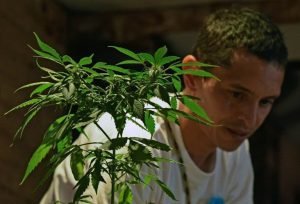 Colombia legaliza la marihuana con fines terapéuticos mediante decreto