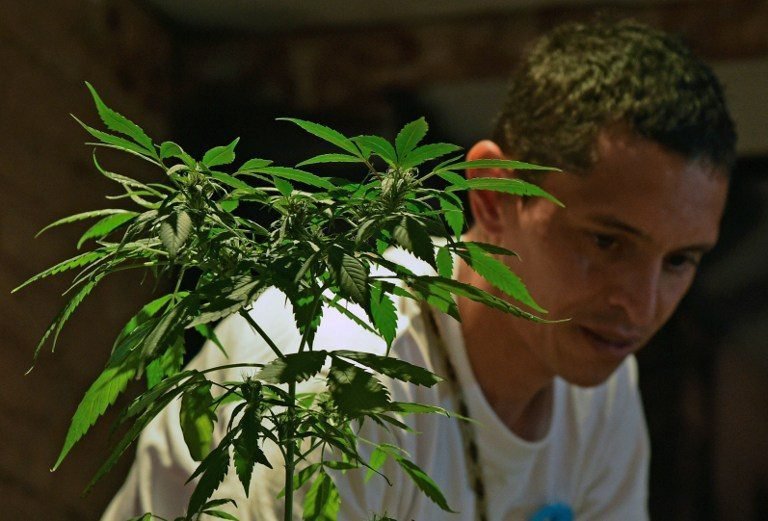 A marijuana plant is seen at a fair of products and derivatives of marijuana for medicinal use in Bogota, Colombia, on December 22, 2015. On Tuesday, Colombia legalized medical marijuana through a decree signed by President Juan Manuel Santos, which regulates the cultivation, processing, importation and exportation of cannabis and its derivatives for therapeutic purposes. Colombia thus joins to Mexico, 23 states of US and Uruguay, which have allowed the use of cannabis for medicinal purposes. Chile, meanwhile, is studying a decriminalization in a draft legislation in Congress. AFP PHOTO / GUILLERMO LEGARIA / AFP / GUILLERMO LEGARIA