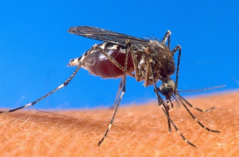 Costa Rica recibe premio por avances contra malaria, a pesar de 21 casos detectados en 2017