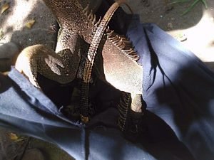 Cinco iguanas son rescatadas en el Caribe por guardacostas y el MINAE