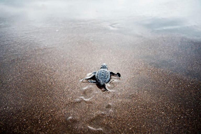 Aumenta población de tortugas en Costa Rica