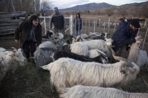 Innovaciones de productores latinoamericanos contribuyen a adaptación al cambio climático