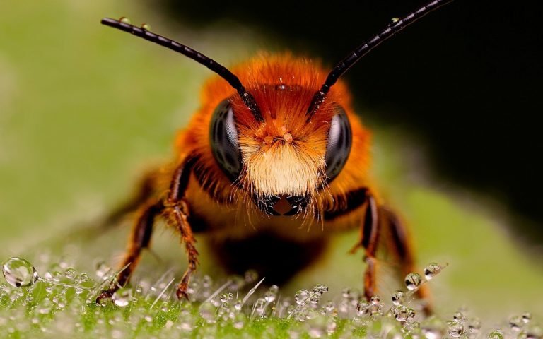 Consejo Municipal declara a San Ramón “Cantón amigo de las abejas”