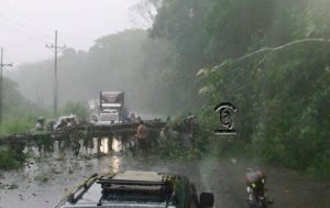 Muere vicealcalde de Osa tras caer un árbol en vehículo en que viajaba