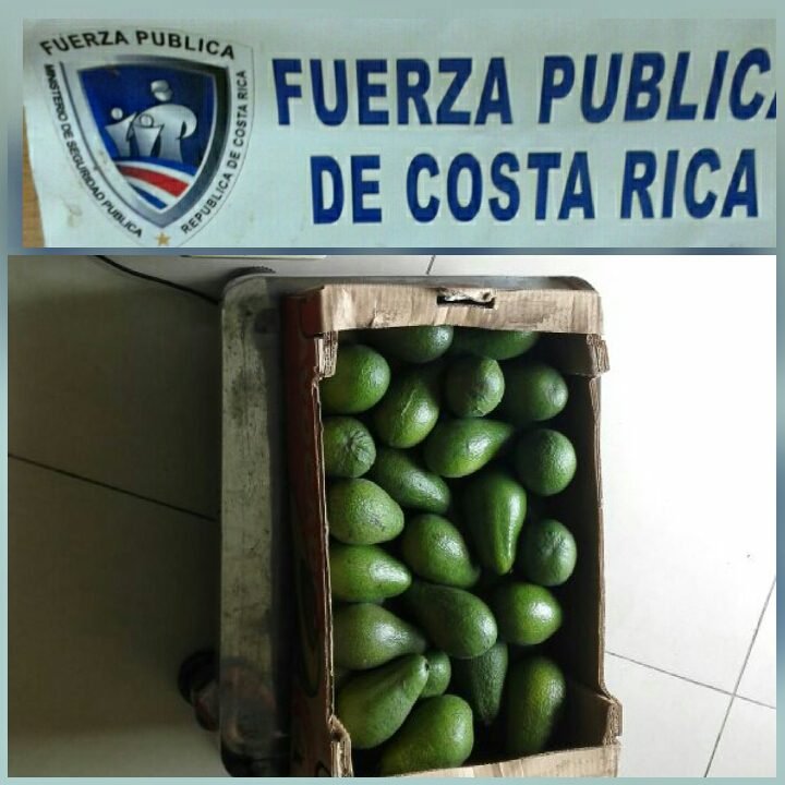 Fuerza Pública intercepta cargamento con 19 mil aguacates