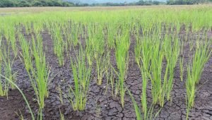 Agro debe tomar medidas de prevención ante persistencia del fenómeno de “El Niño”