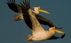 Grupo protegerá aves de la matanza, captura y comercio ilegal en el Mediterráneo