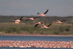 Población de aves migratorias está descendiendo drásticamente