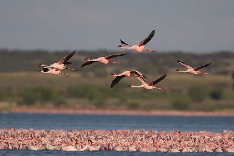 Población de aves migratorias está descendiendo drásticamente