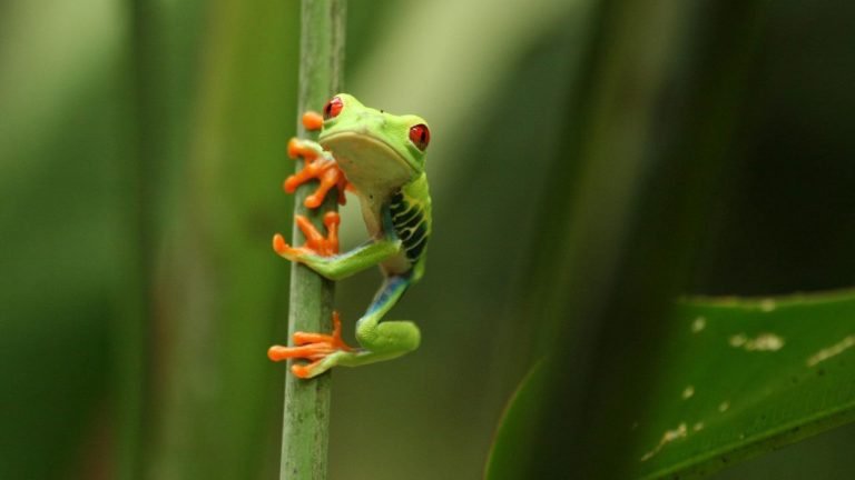 Costa Rica a punto de hacer historia al prohibir la exploración de hidrocarburos