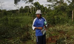Bolivia baja levemente erradicación de coca