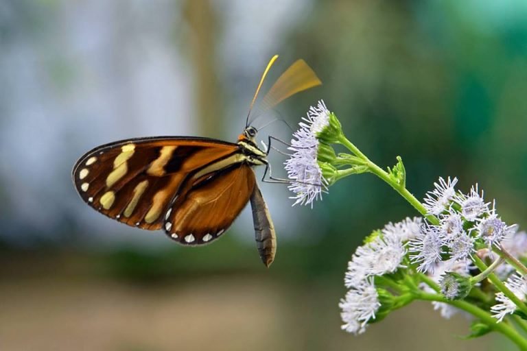 Costa Rica conmemora el Día Nacional de las Reservas de Biosfera