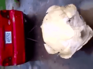 Uno de los sujetos que mató y arrastró tortuga está preso desde 2013 por narcotráfico, afirma OIJ