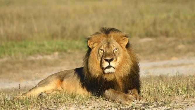 Mugabe critica duramente la muerte del león «Cecil»