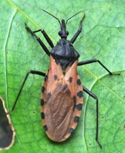 Investigadores de la UNA estudian agente de la enfermedad de Chagas en Heredia