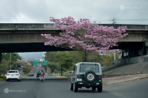 MOPT recuerda que conducir más de 50 metros en reversa es ilegal y peligroso 