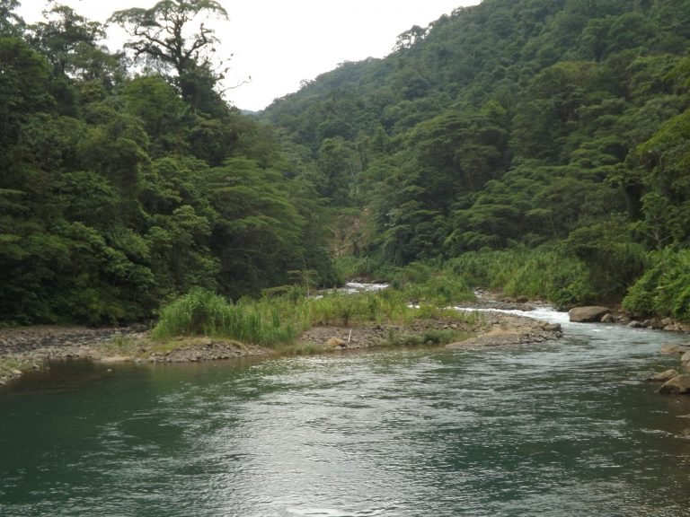 CONELÉCTRICAS R.L reforestará zonas con más de 15.000 árboles