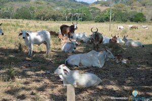 SENASA atiende primer brote de rabia paralítica
