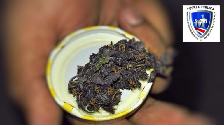 Policía decomisa gomitas con droga y varias dosis de marihuana “viuda negra” en San José