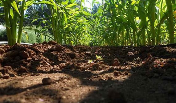 Cooperación Sur-Sur en agricultura es un elemento clave para lograr el Hambre Cero