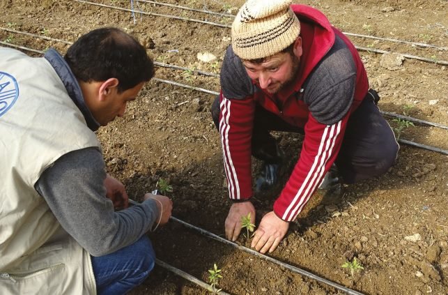 Invertir en agricultura es vital para el futuro de Siria