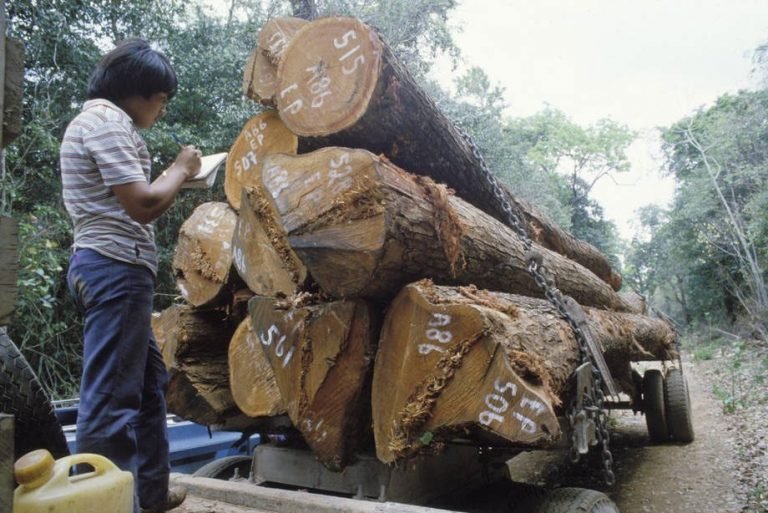 FAO apoya lucha contra el comercio ilegal de madera y deforestación