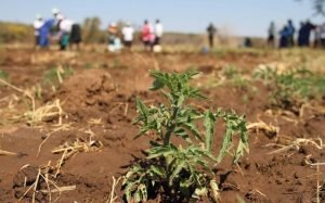 Caribe debe mejorar sus capacidades para hacer frente al Cambio climático