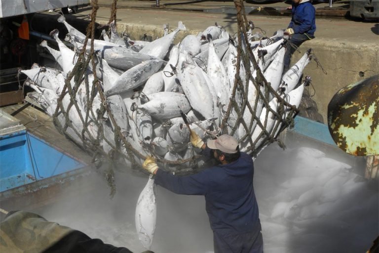 Pacto promovido por la FAO busca garantizar la pesca sostenible