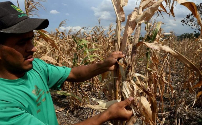 Conflictos e impactos climáticos agravan la inseguridad alimentaria existente en muchos países