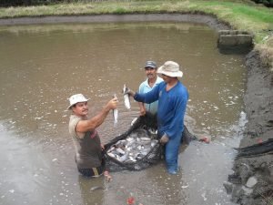Costa Rica será la sede de la reunión anual de la Sociedad Mundial de Acuicultura