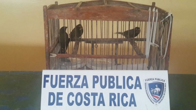 Fuerza Pública rescata aves silvestres capturadas en Acosta