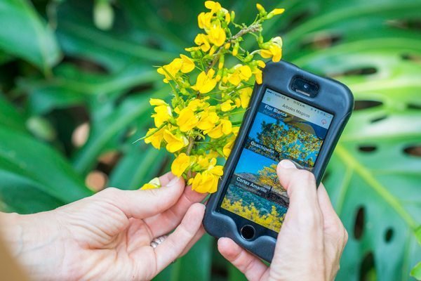 Aplicación ‘Ojeadores’ identifica árboles por el color de sus flores