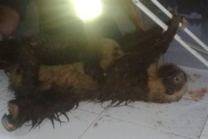 Fuerza Pública de Matina rescató a osa perezosa macheteada y a su cría