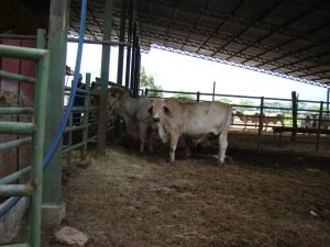 Bancos forrajeros aseguran alimentación de animales aunque el clima cambie