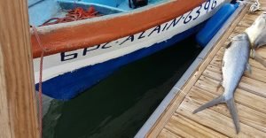 Guardacostas solicitan a pescadores no promover pesca ilegal entre turistas europeos