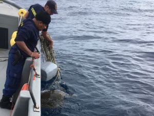 Guardacostas salvan a tortuga lora atrapada en una línea de pesca