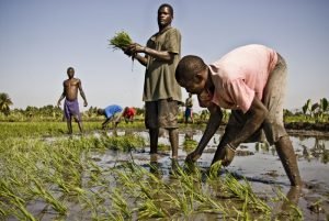 Matthew deja graves daños en la agricultura de Haití