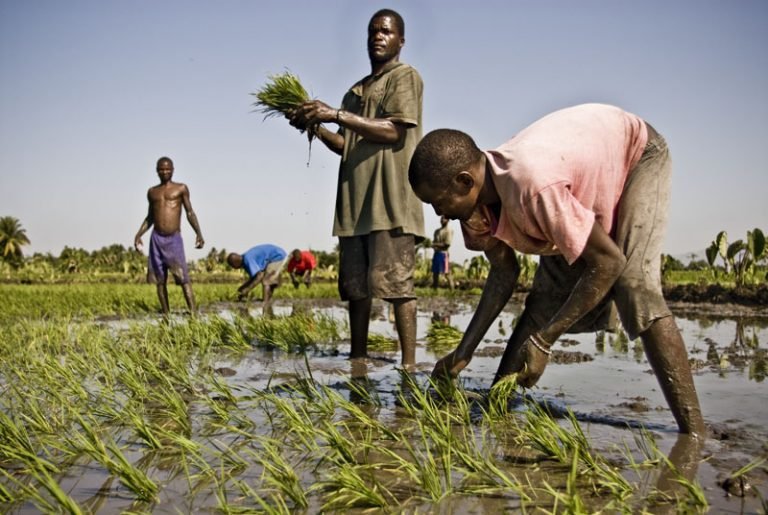 FAO/OIM: Agricultura sostenible puede mitigar cambio climático y migración involuntaria