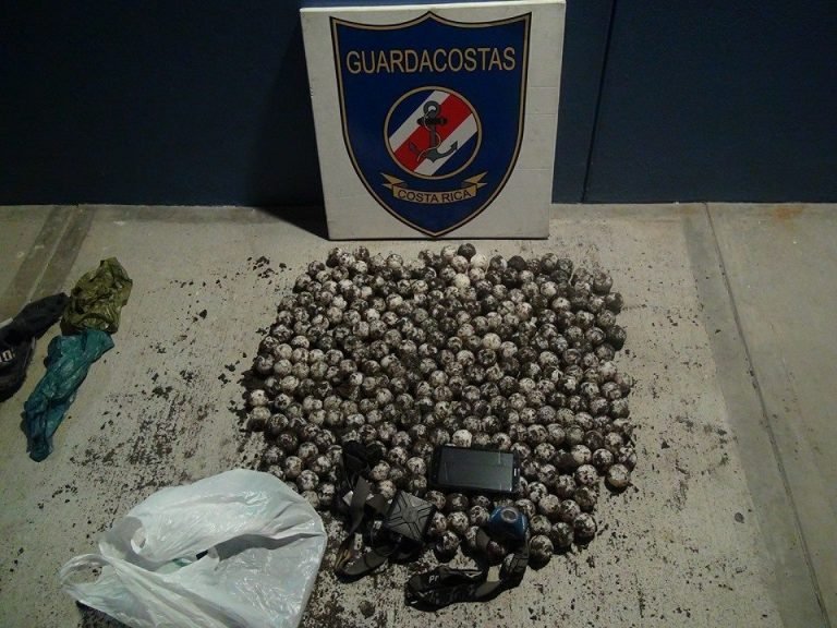 Guardacostas sorprenden a dos sujetos con 315 huevos de tortuga en Guanacaste