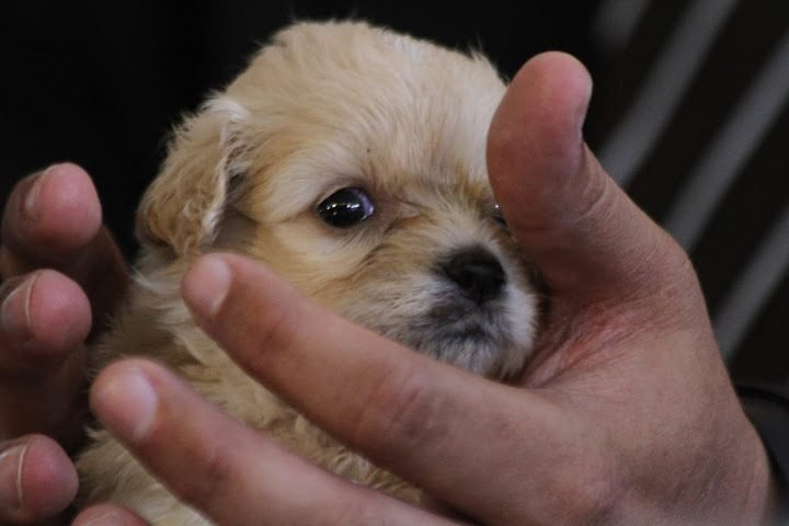 Gollo le invita a adoptar una mascota