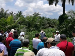 MAG capacita productores de palma aceitera afectados por síndrome de Flecha Seca