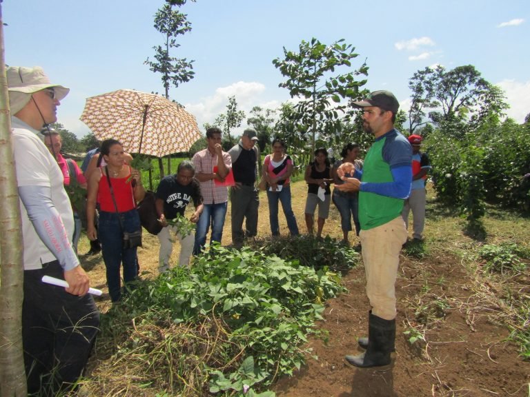 UNA promueve cultivo de madera mejorada en sistemas agroforestales