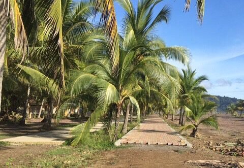 Alcalde de Garabito irá a juicio por construir boulevard en Jacó sin permisos