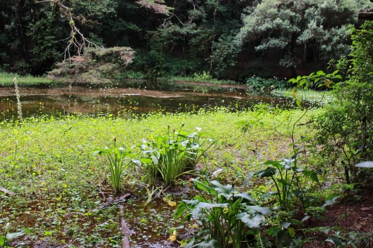 Laguna del humedal de Monte de la Cruz reabrirá sus puertas