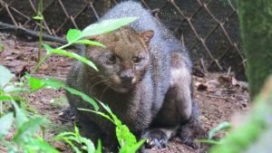Gato montés atropellado por dos autos hace un año, regresará a su hábitat natural en pocos días