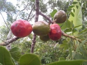 Proyecto apoya siembra de jocote en asocio con café