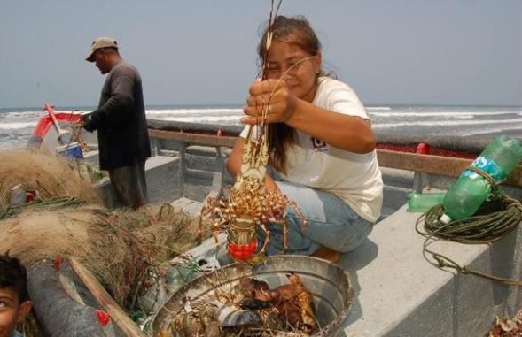 Caribe centroamericano inició veda regional de langosta