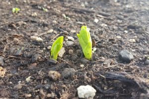 Día Mundial del Suelo destaca el papel de las legumbres para impulsar la agricultura sostenible